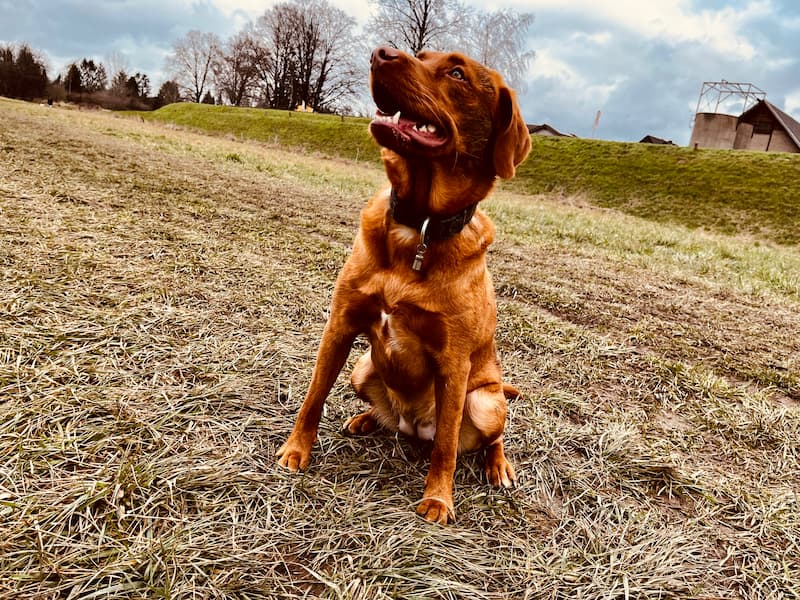 Porträtfoto von Mücke. Labrador-Toller Mischling in Rot mit weißer Brust